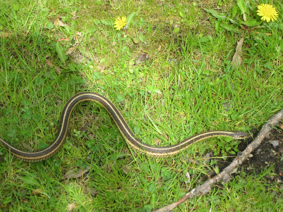 Eastern Ribbon Snake | Project Noah