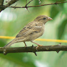 House Sparrow - Female & Male