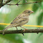 House Sparrow - Female & Male