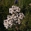 Achillea millefolium sudetica