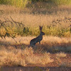 Antelope Jackrabbit
