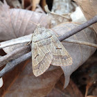 Common Oak Moth