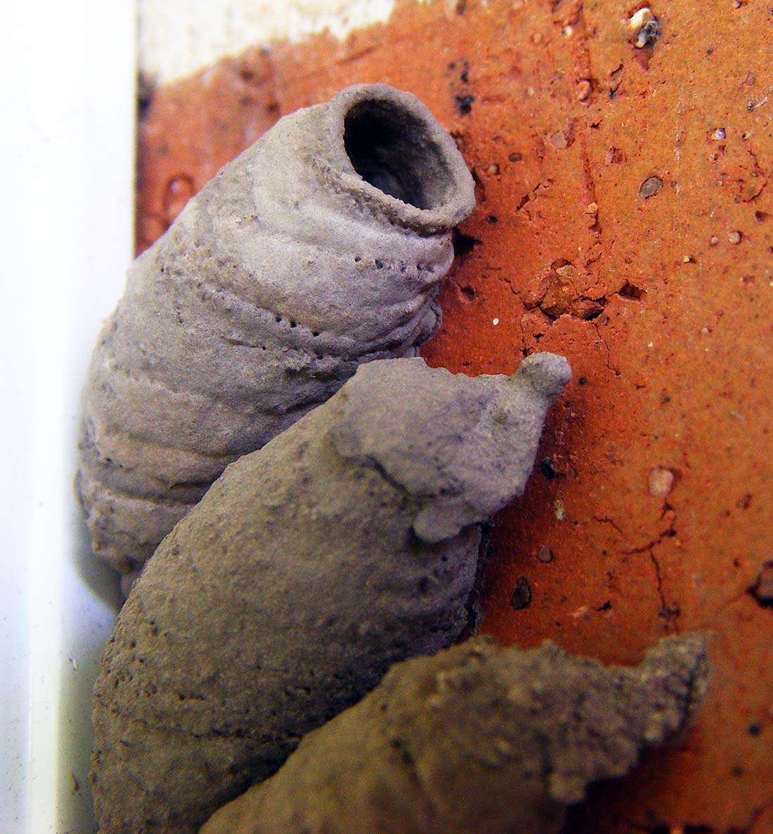 Vase-cell Mud-dauber Wasp Nest