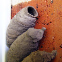 Vase-cell Mud-dauber Wasp Nest