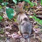 Eastern Cottontail