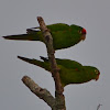 Crimson-fronted Parakeet/Finsch's Conure