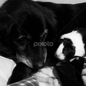 Lacy and oreo by Alannah Melton - Uncategorized All Uncategorized