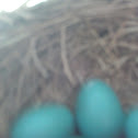 American robin eggs