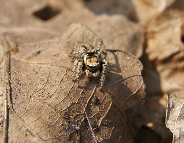 Jumping Spider | Project Noah
