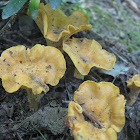 Jack-o'-Lantern mushrooms