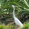 Eastern Great Egret (with breeding plumage)
