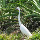 Eastern Great Egret (with breeding plumage)