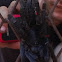 Sulawesi Black Tarantula