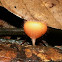 Cup mushroom