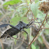 Giant Leaf-footed Bug