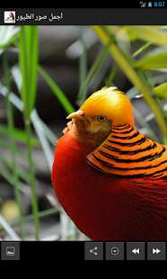 How to get أجمل صور الطيور patch 1.03 apk for android