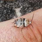 Austral Ellipsidion Cockroach Nymph