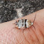 Austral Ellipsidion Cockroach Nymph