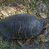 Turtle Florida Cooter
