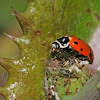 Convergent lady beetle (eating aphids)