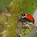 Convergent lady beetle (eating aphids)