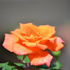 hybrid garden rose "Amber Flush"