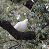 Feral Pigeon (White morph)