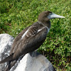 Blue-footed Booby (juvenile)