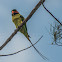 Long-Tailed Parakeet