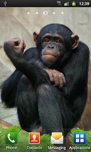 funny wallpaper monkeyphoto