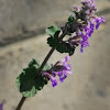 Catmint