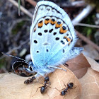 Common blue (male)
