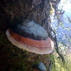 Red Banded or Horseshoe Polypore