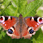 Tagpfauenauge or European Peacock