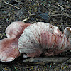 Lg pinkish mushroom
