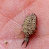 Common Antlion