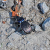 Black Ground Beetle