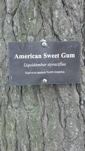 American Sweet Gum