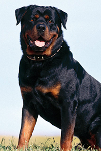 How to download Rottweiler Wallpapers 1.0 unlimited apk for pc