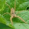 Nursery web spider (male)