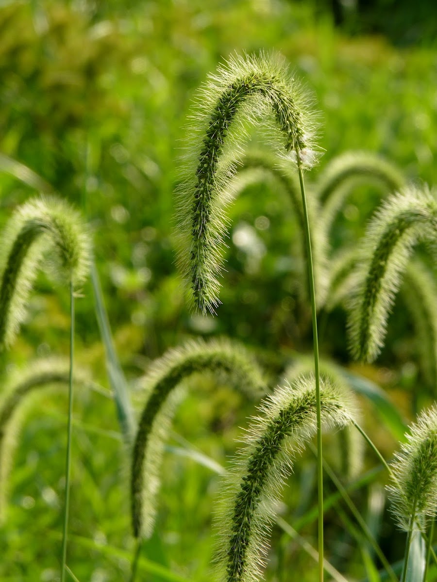 Faber's Foxtail