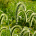 Faber's Foxtail