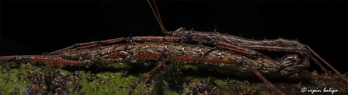 Monster Stick Insects - Mating