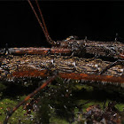 Monster Stick Insects - Mating