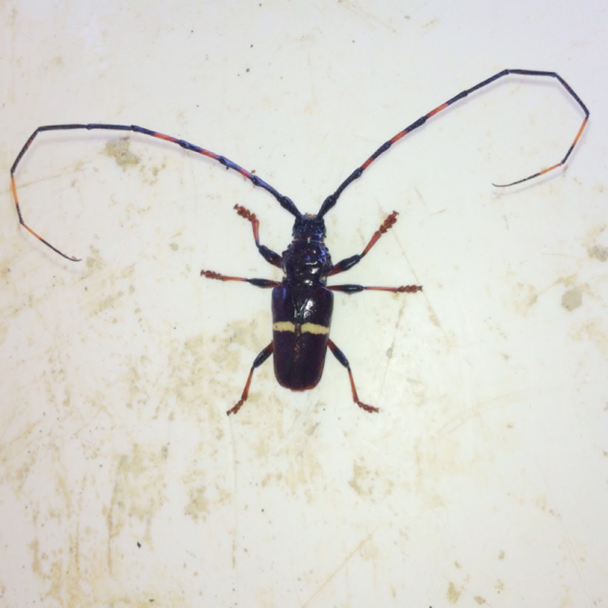 Longhorn beetle