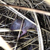 Eastern Cottontail (newborn)