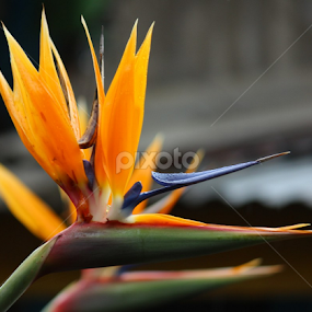 Bird of paradise  by Debapriya Bhattacharya - Flowers Flowers in the Wild
