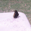 Mourning Cloak