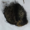 North American Porcupine 