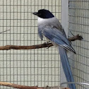 Azure-winged magpie